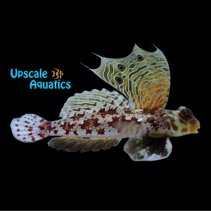 Red Scooter Blenny (Synchiropus stellatus)