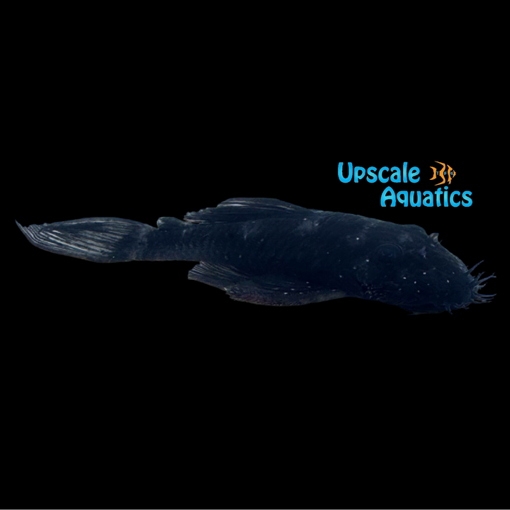 Blue Medusa Pleco LDA074 (Ancistrus macrophthalmus)