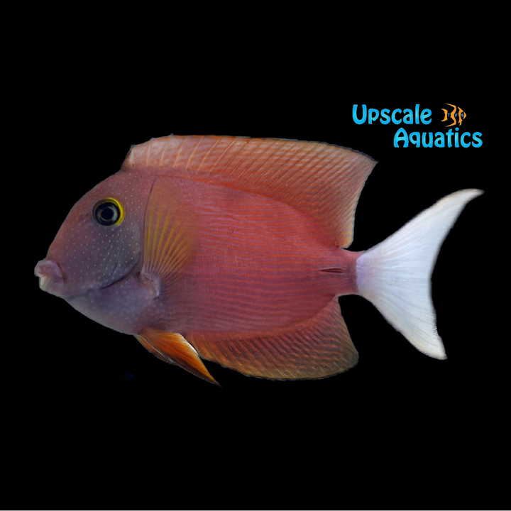 White Tail Bristletooth Tang (Ctenochaetus flavicauda)