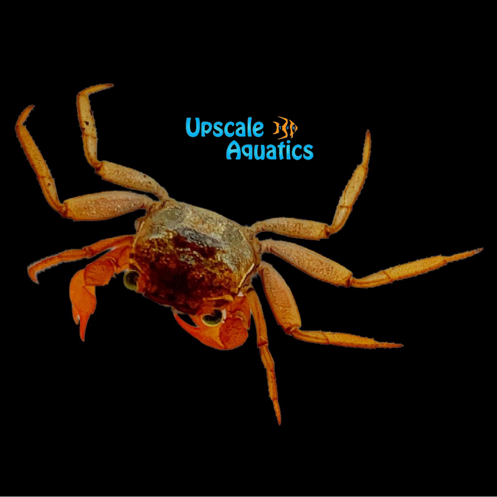Mandarin Vampire Crab (Geosesarma notophorum)