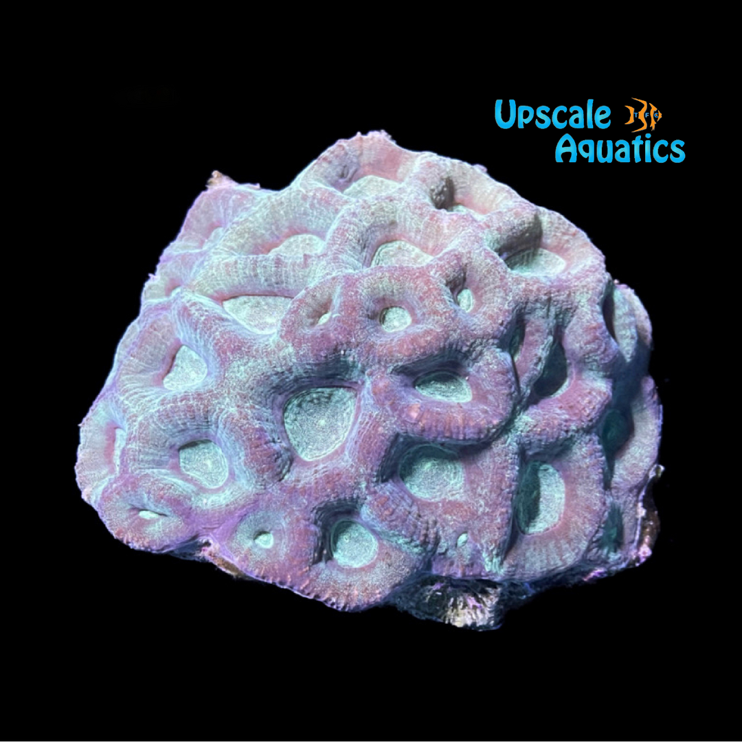 Montastrea Coral (Montastrea sp.)