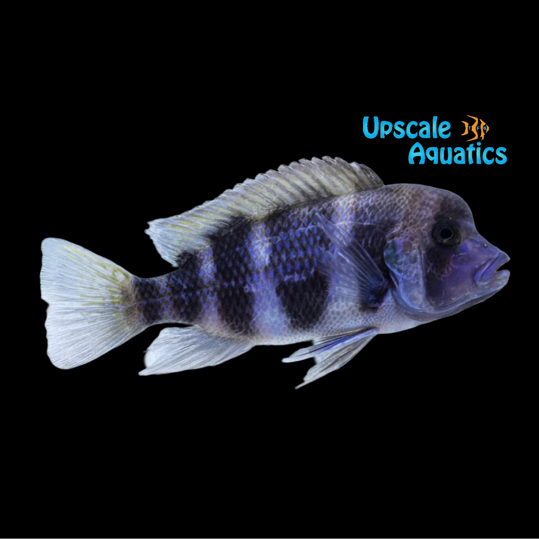 Mpimbwe Blue Frontosa (Cyphotilapia gibberosa 'Mpimbwe')
