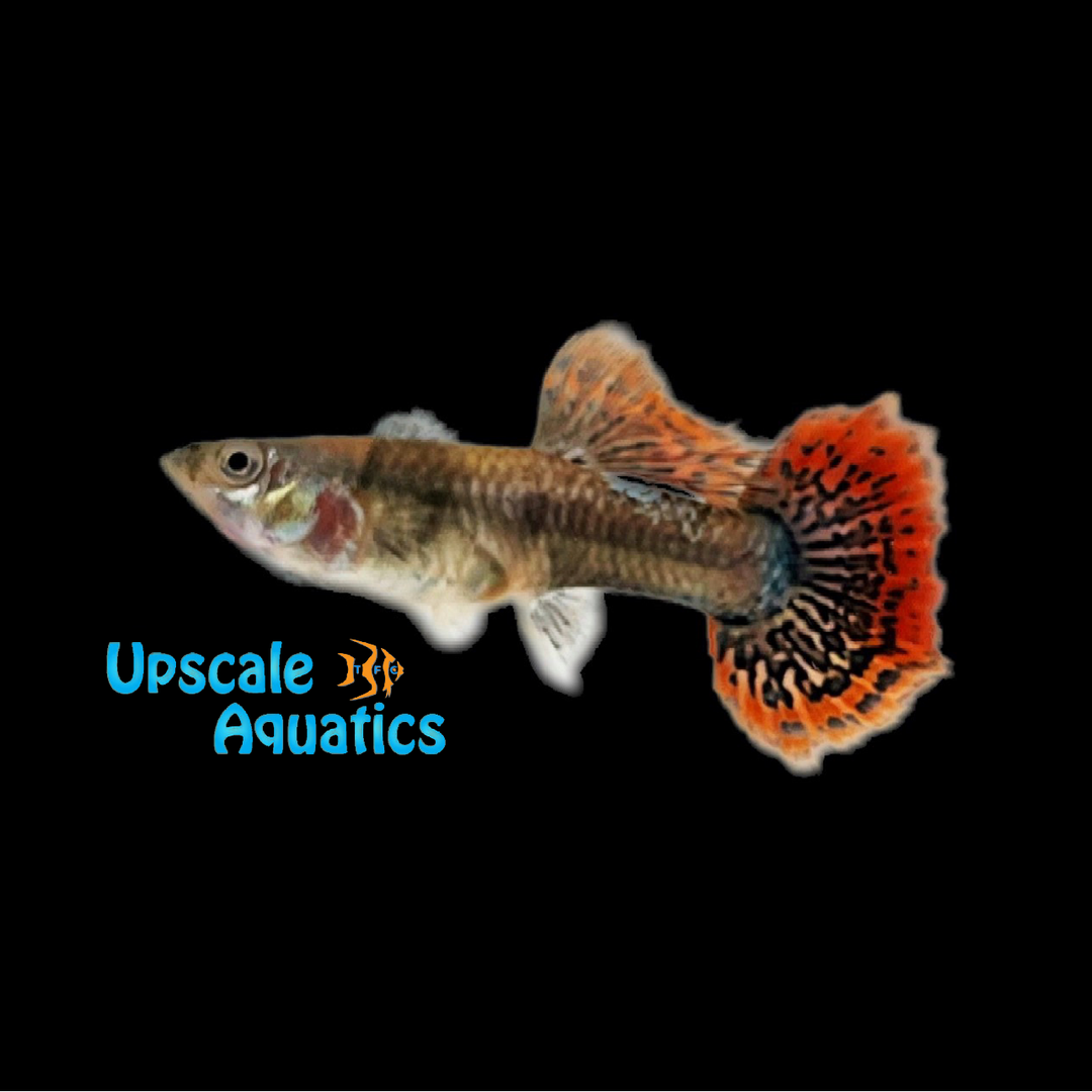 Highfin Dumbo Red Dragon Guppy (Poecilia reticulata)