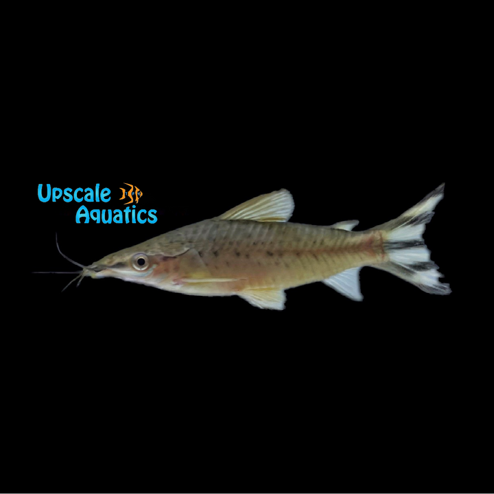 Flagtail Porthole Catfish (Dianema urostriatum)