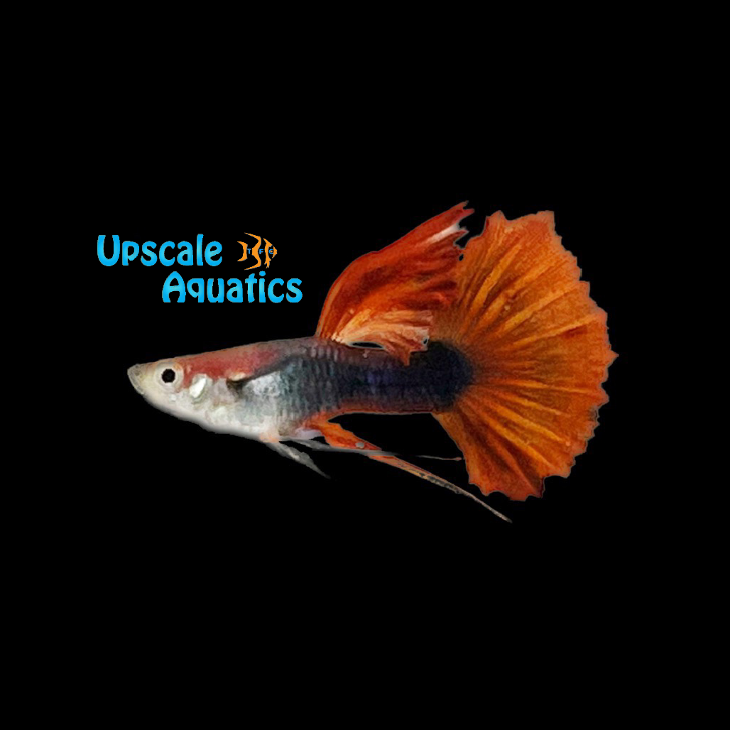 HB Red Rose Ribbon Guppy (Poecilia reticulata)