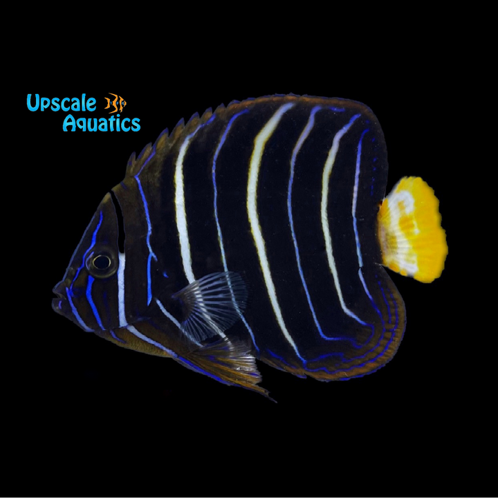 Chrysurus Angelfish - Juvenile (Pomacanthus chrysurus)