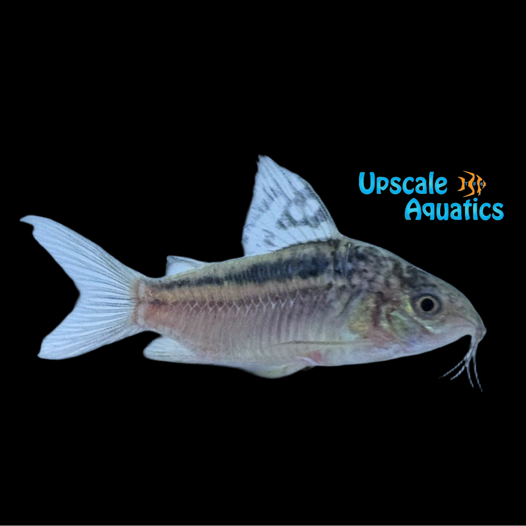Nanus Cory (Corydoras nanus)