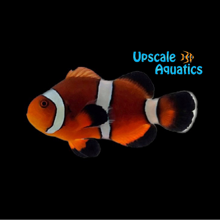 Mai Tai Clownfish (Amphiprion ocellaris x Amphiprion biaculeatus)