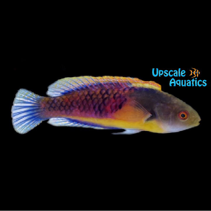 Yellow Flanked Fairy Wrasse (Cirrhilabrus ryukyuensis)