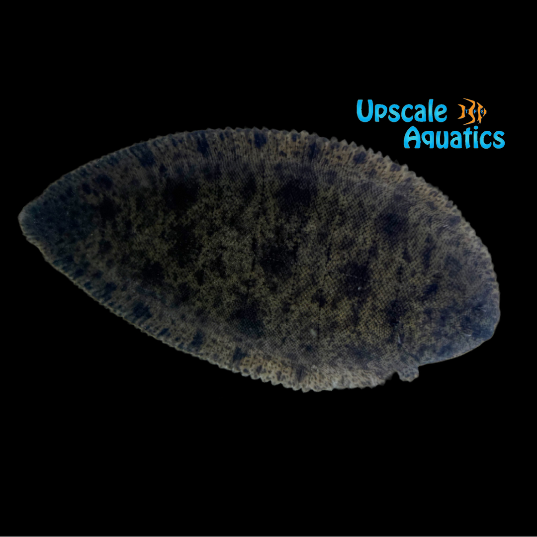 Asian Freshwater Sole (Brachirus panoides)