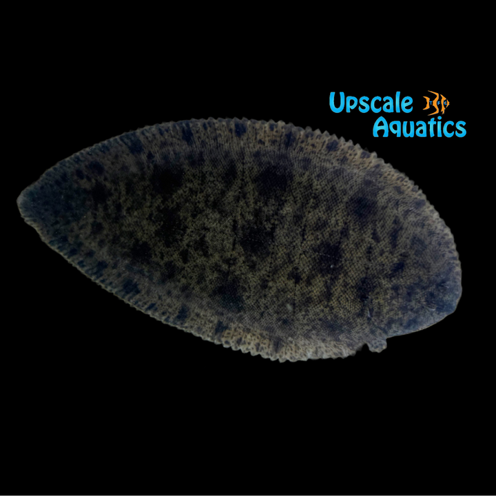 Asian Freshwater Sole (Brachirus panoides)