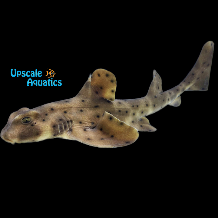 Horn Shark (Heterodontus francisci)