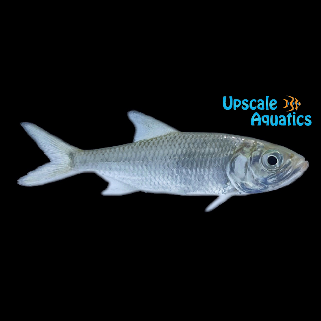 Indo-Pacific Tarpon (Megalops cyprinoides)