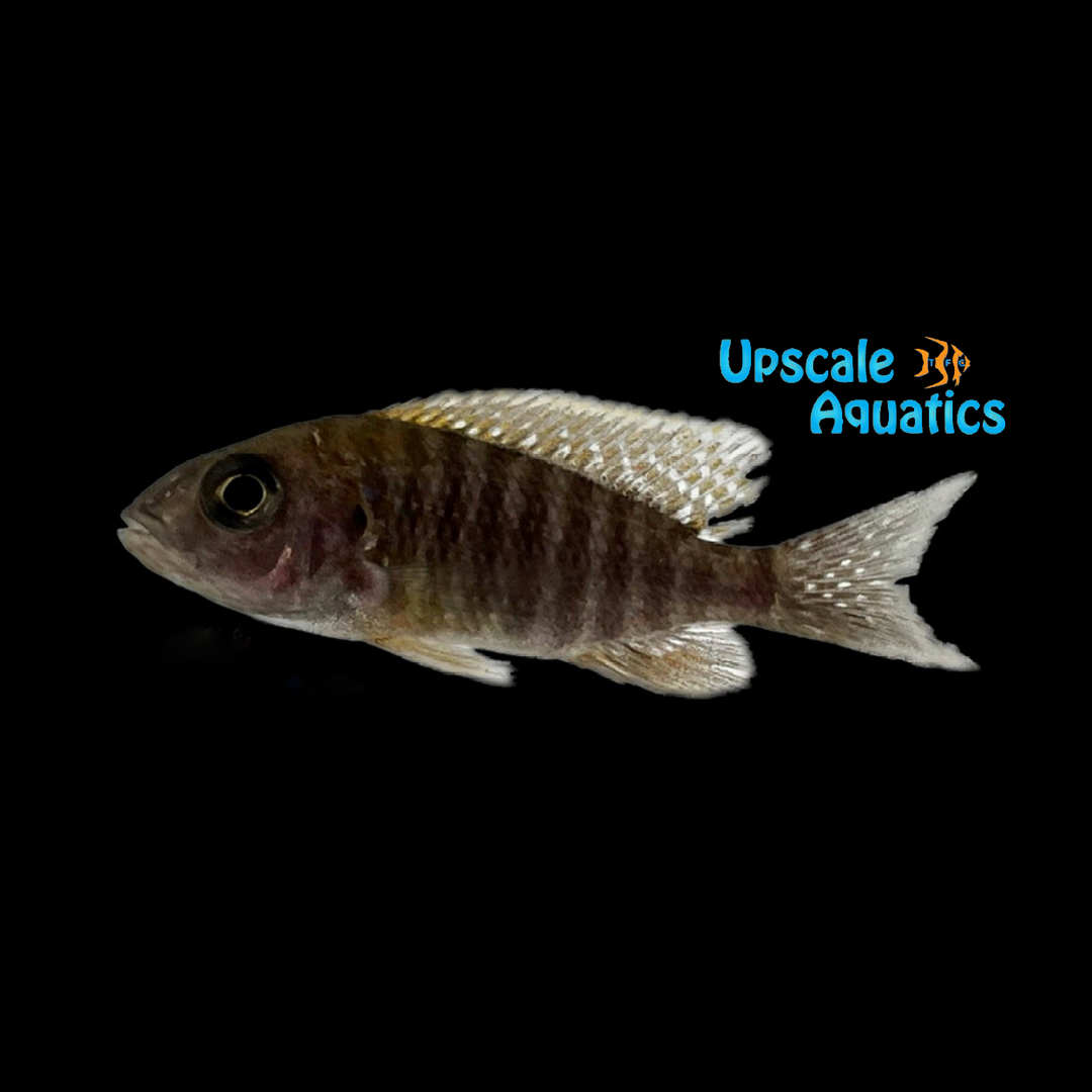 Lemon Jake Peacock (Aulonocara jacobfreibergi 'Undu Reef')