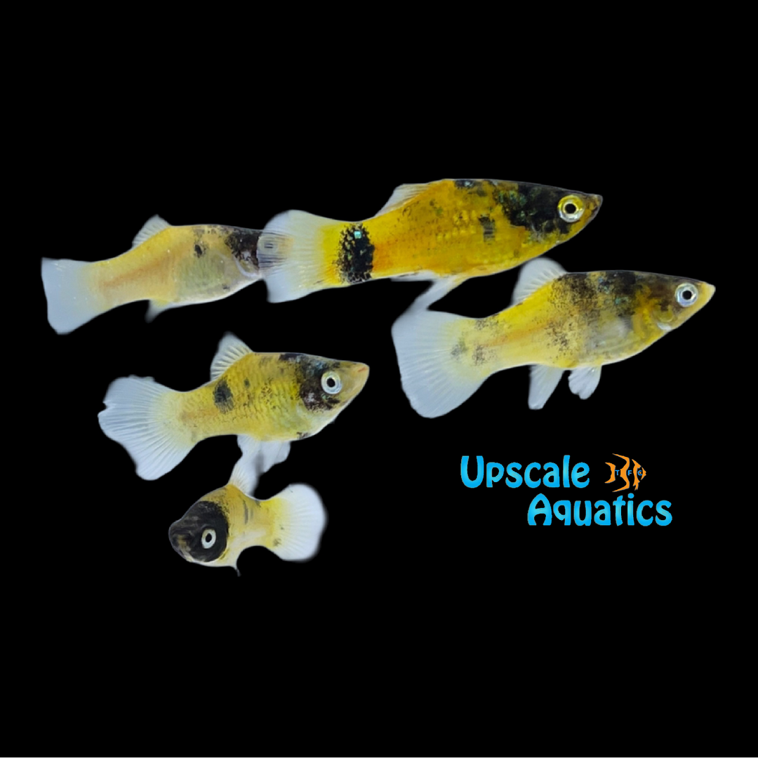 Bumblebee Platy (Xiphophorus maculatus)