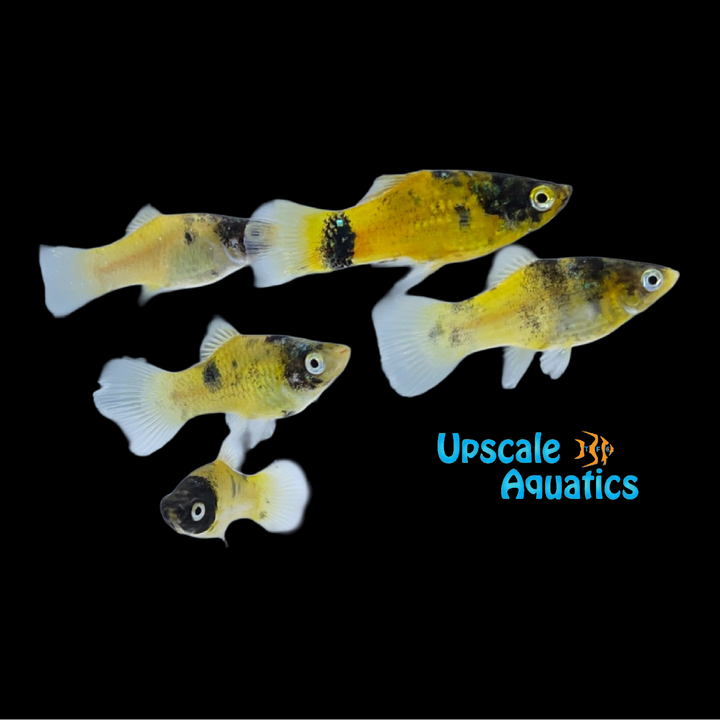 Bumblebee Platy (Xiphophorus maculatus)