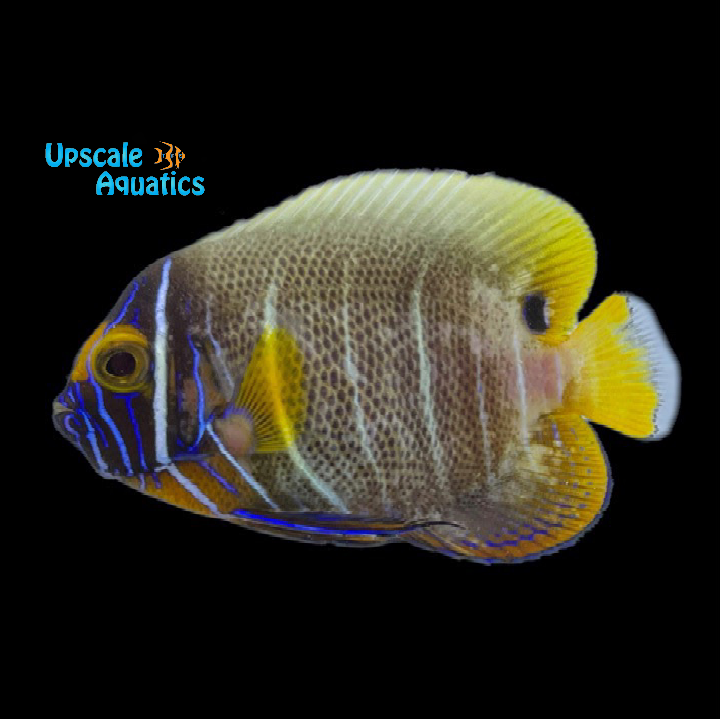 Blueface Angelfish - Transitioning (Pomacanthus xanthometopon)