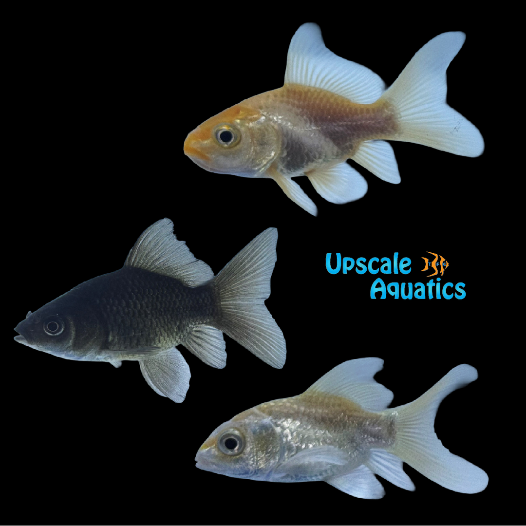 Shortbody Koi (Cyprinus carpio)