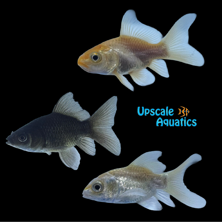 Shortbody Koi (Cyprinus carpio)