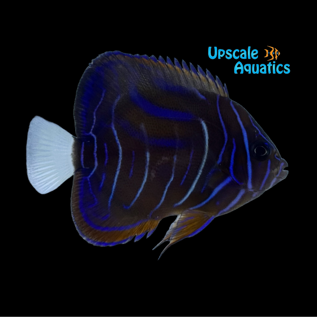 Annularis Angelfish - Transitioning - Captive Bred (Pomacanthus annularis)