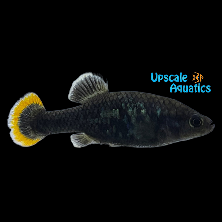 Tequila Splitfin Goodeid (Zoogoneticus tequila)