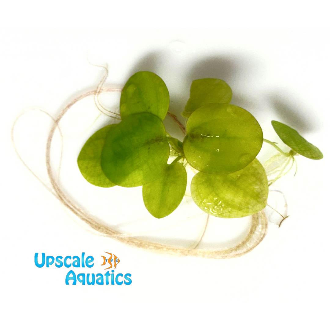 Amazon Frogbit (Limnobium laevigatum)