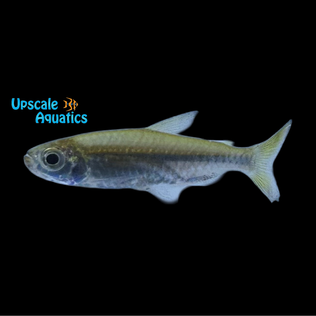 African Copper Ribbon Tetra (Rhabdalestes septentrionalis)