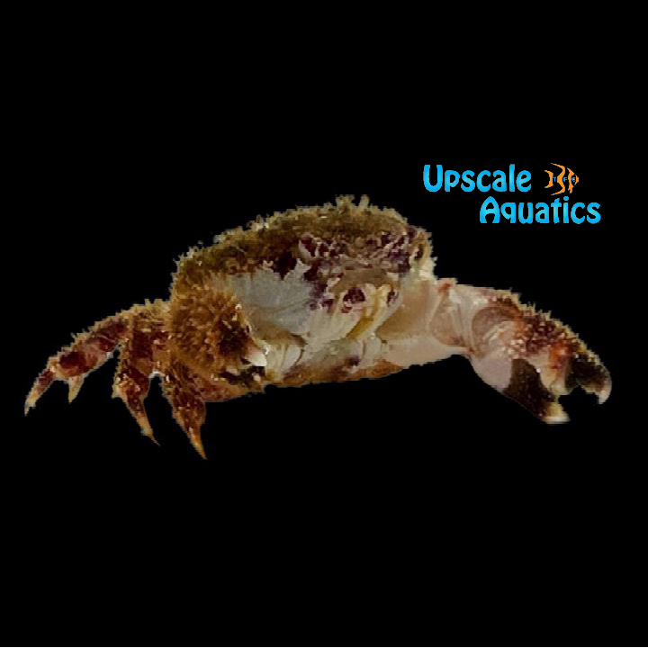 Red Eye Hairy Crab (Pilumnus sp.)