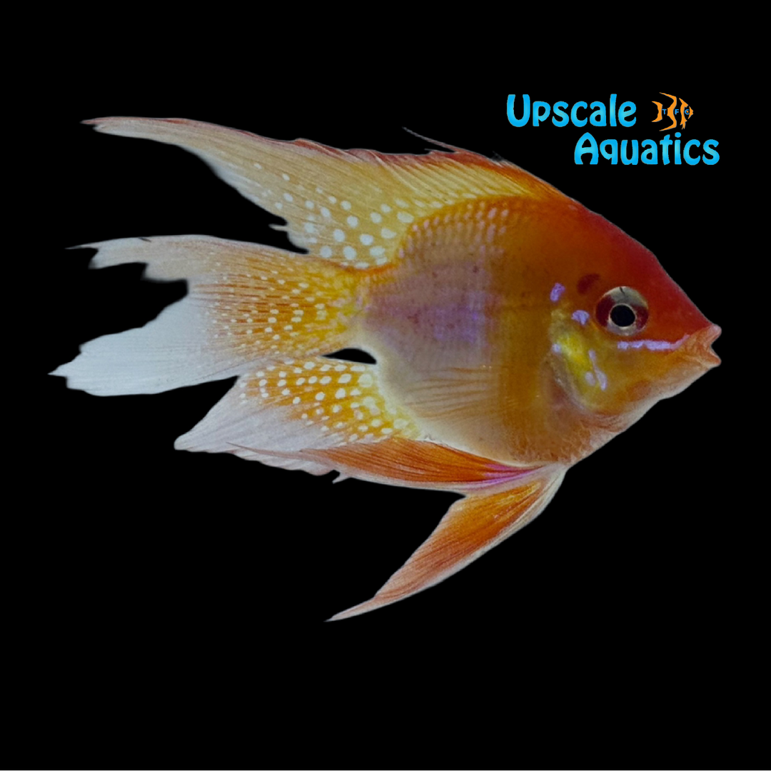 Longfin Fire Gold Balloon Ram (Mikrogeophagus ramirezi)