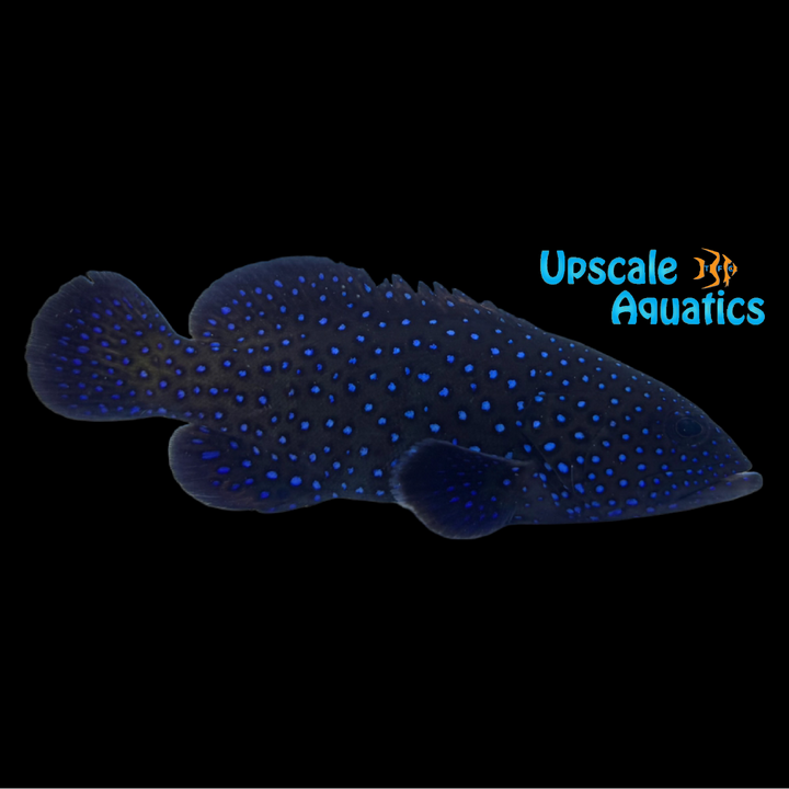 Blue Dot Grouper (Cephalopholis argus)