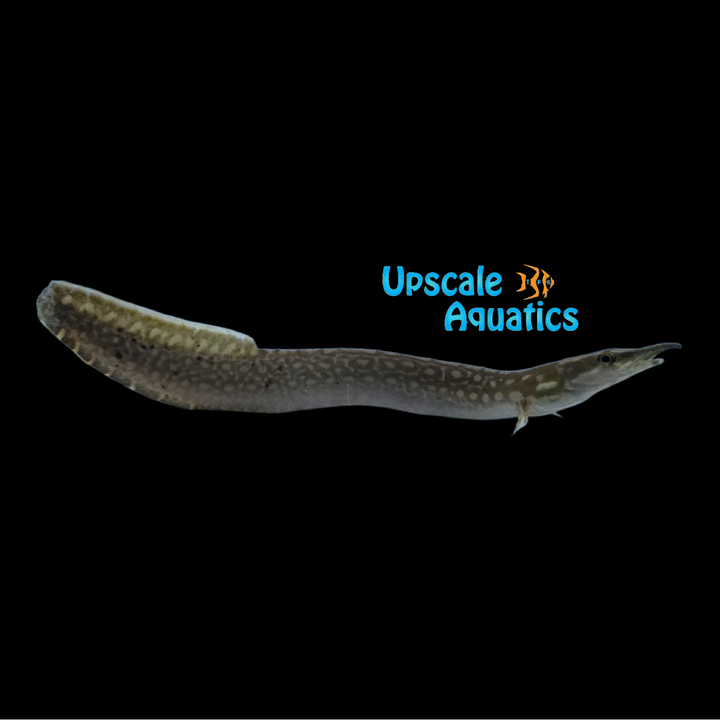 Unicolor Eel (Mastacembelus unicolor)