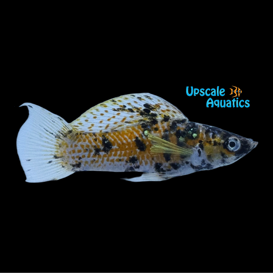 Chocolate Chip Sailfin Molly (Poecilia latipinna)