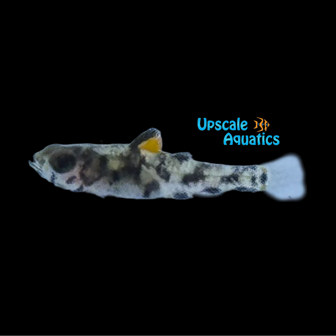 Roux's Pygmy Goby (Pandaka rouxi)