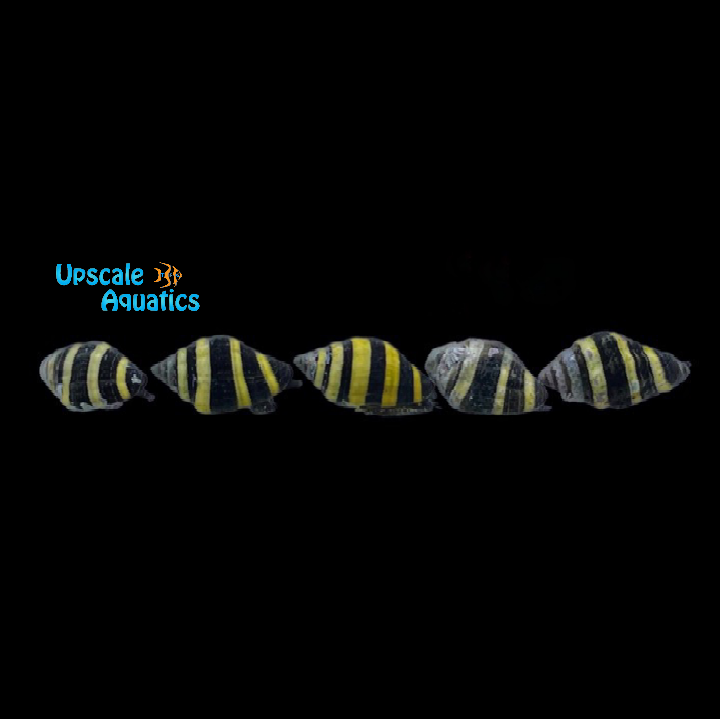 Bumble Bee Snail (Engina mendicaria)