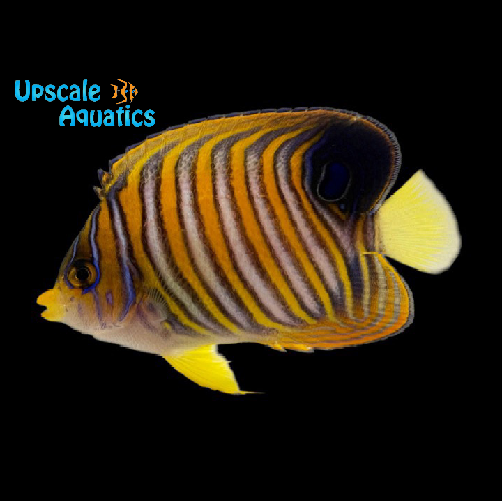Regal Angelfish - Indian Ocean (Pygoplites diacanthus)