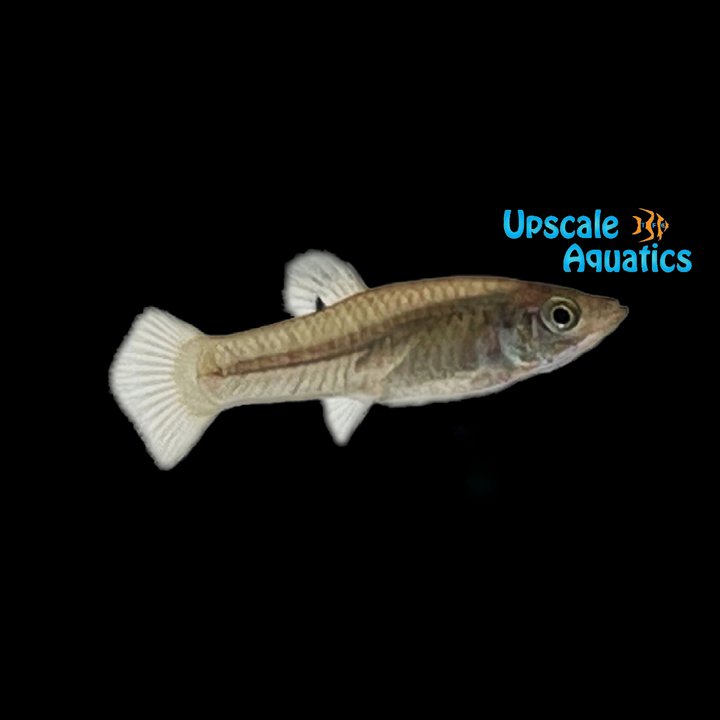 Perugia's Limia Livebearer 'Boca de Cachon' (Limia Perugia 'Boca de Cachon')