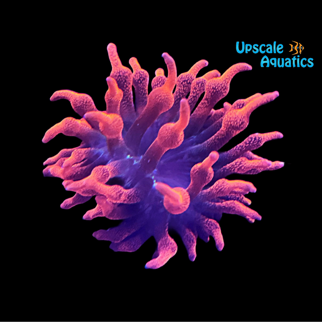 Black Widow Bubbletip Anemone (Entacmaea quadricolor)