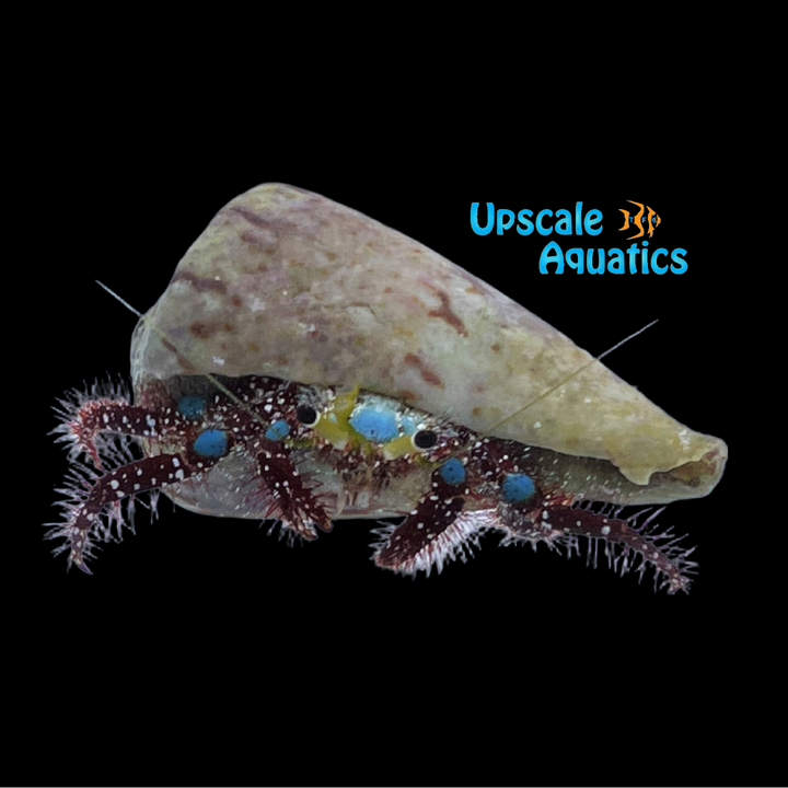 Blue Knee Hermit Crab (Dardanus guttatus)