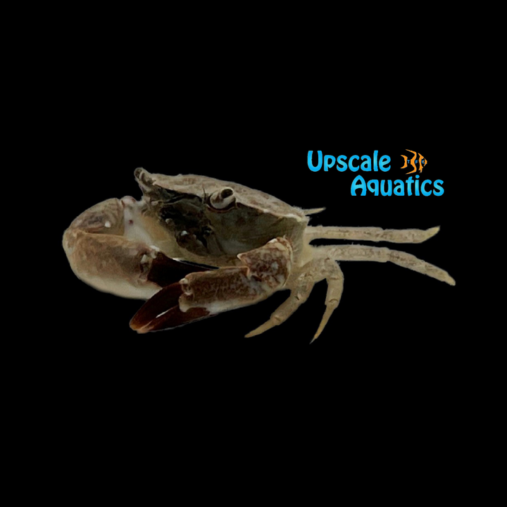 Stone Crab (Menippe mercenaria)