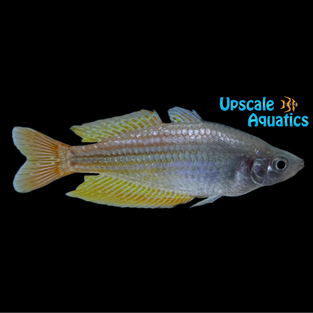Deepwater Creek Rainbowfish (Melanotaenia splendida)