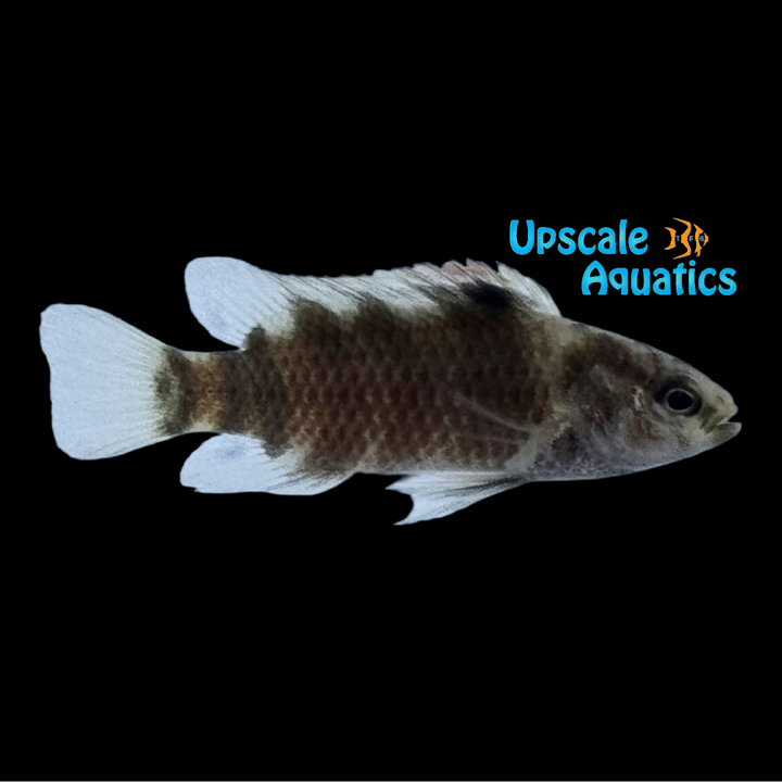 Royal Rainbow Badis (Badis buxar)