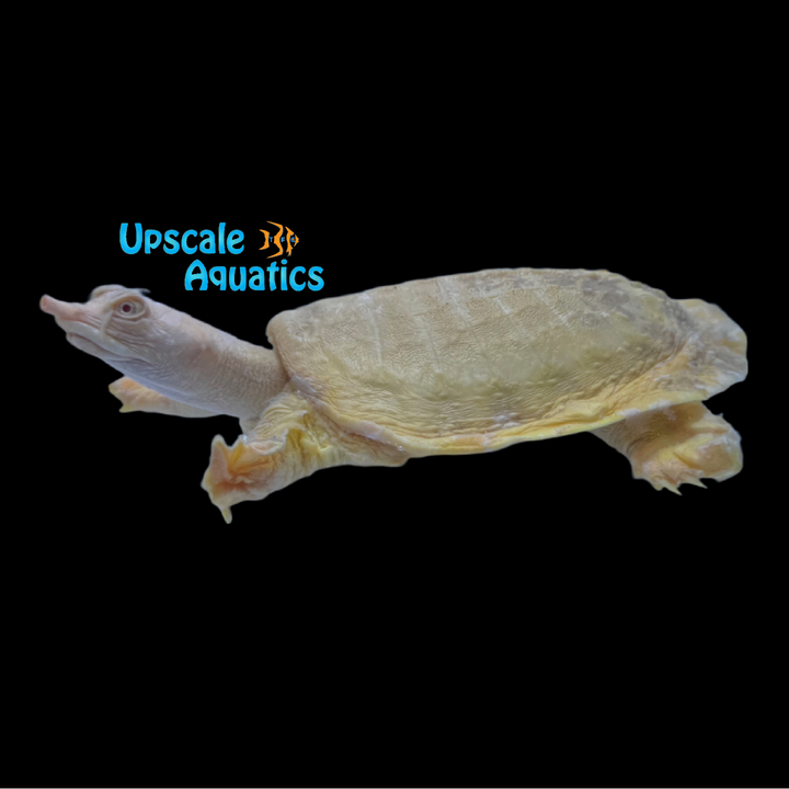Albino Chinese Softshell Turtle (Pelodiscus sinensis)