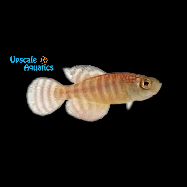 Fasciatus Killifish (Hypsolebias fasciatus 'Unai NP 03-07)