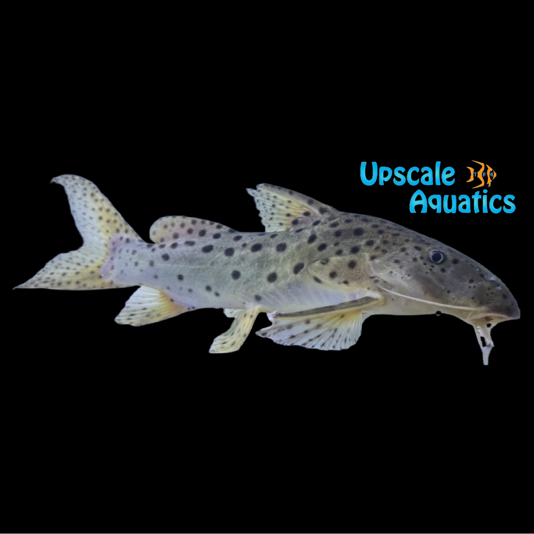 Eyespot Synodontis (Synodontis longirostris)