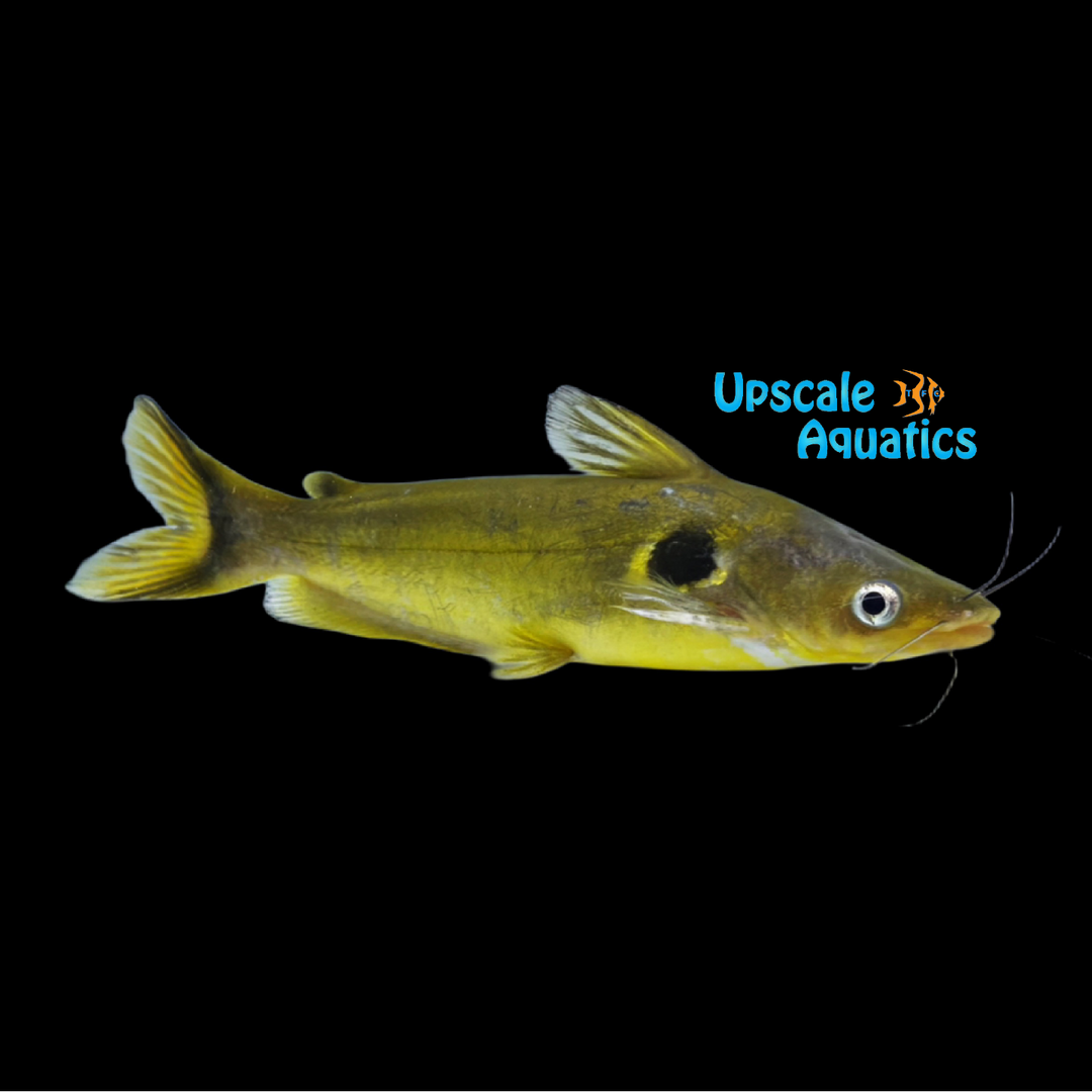 Eclipse 'Sun' Catfish (Horabagrus brachysoma)