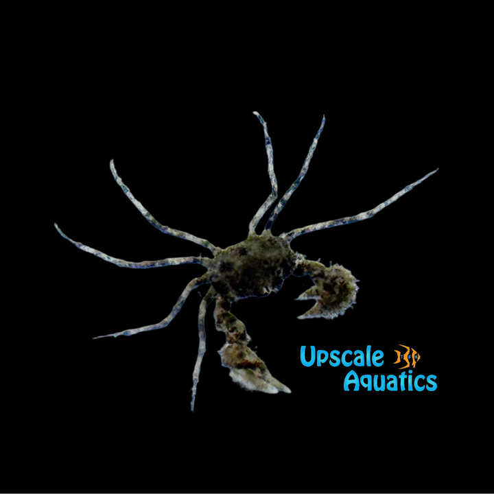 Indo Micro Crab (Neorhynchoplax prima)