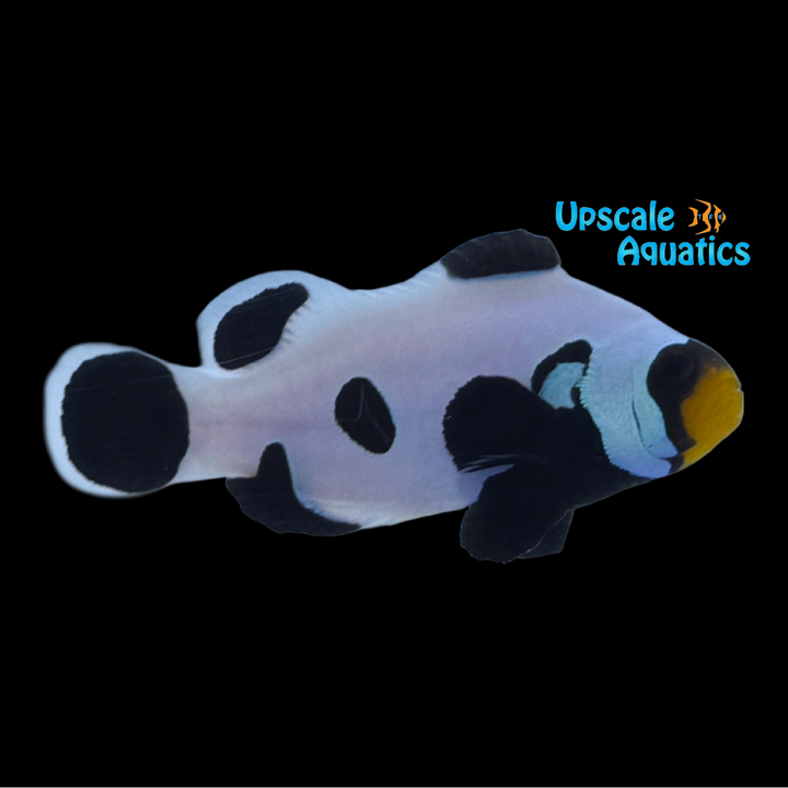 Extreme Black DaVinci Clownfish (Amphiprion ocellaris)