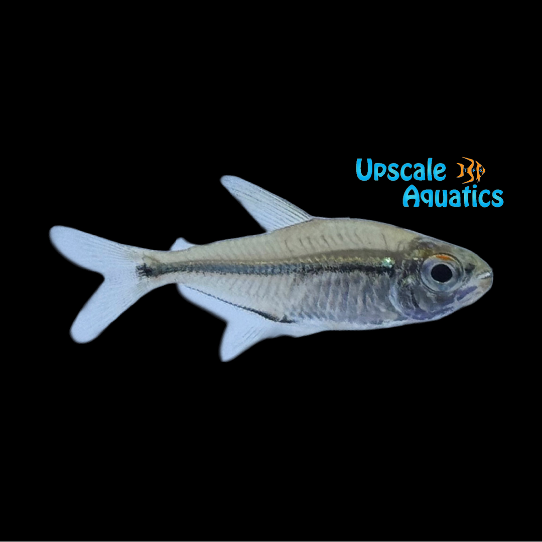 Guaviare Rose Gold Tetra (Hemigrammus sp. 'Guaviare')