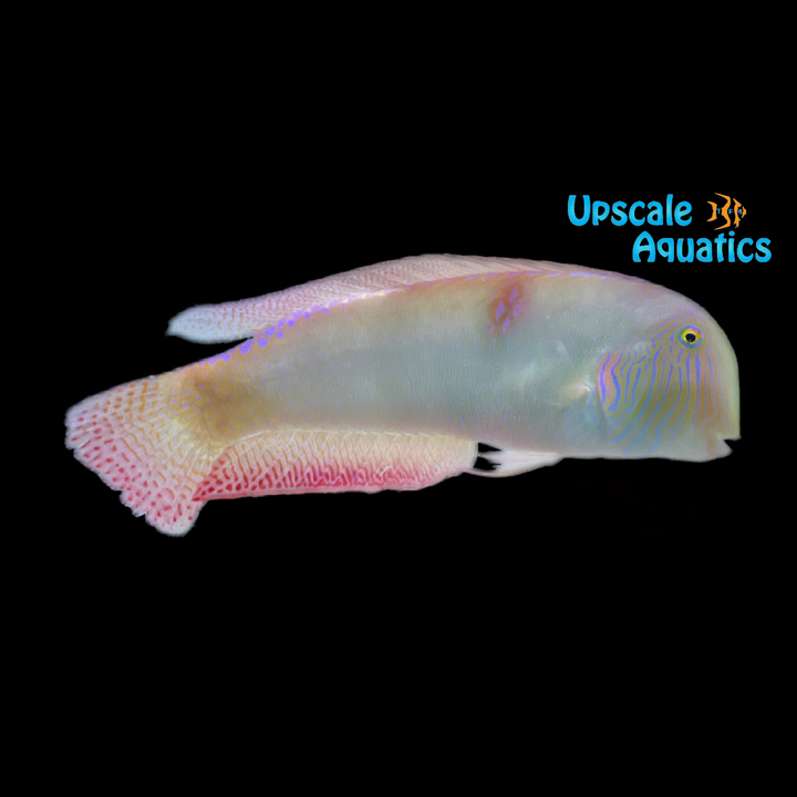 Pearly Razor Wrasse (Xyrichtys novacula)