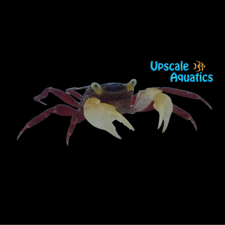 White Mandarin Vampire Crab (Geosesarma pontianak)